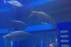 2018-08-16_11-16-31_669