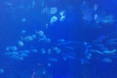 2018-08-16_11-16-51_351