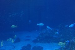 2018-08-16_11-24-00_825