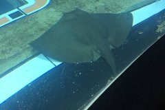 2018-08-16_11-26-08_236