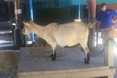 2018-08-17_13-38-14_472