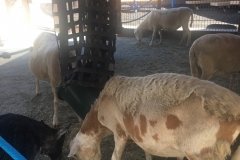 2018-08-17_13-38-26_379