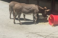 2018-08-17_13-40-40_612