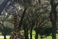 2018-08-17_16-42-17_803