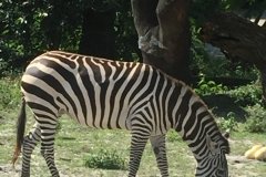 2018-08-17_16-52-37_276