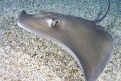 AK_AK_20161120_7869422722